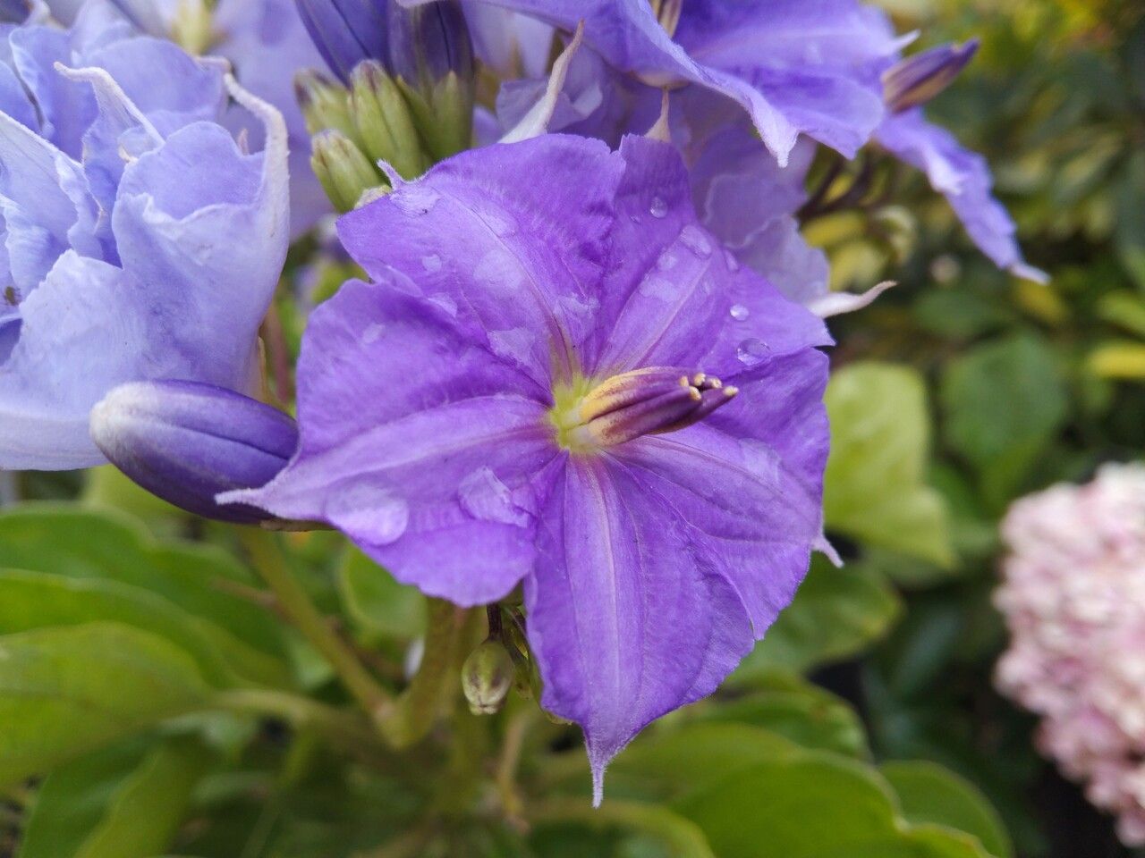 Solanum wendlandii flower