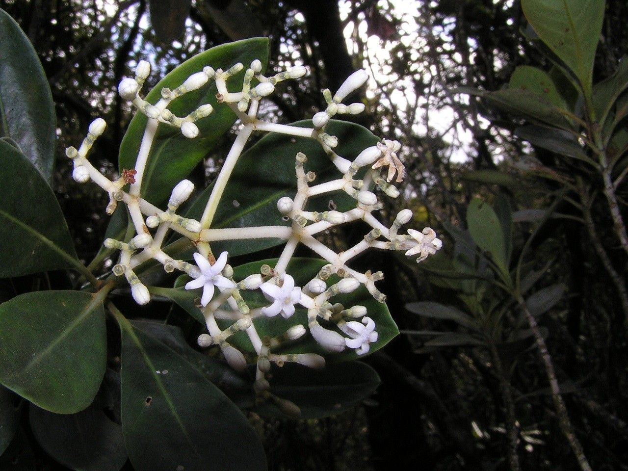 Psychotria declieuxioides flower