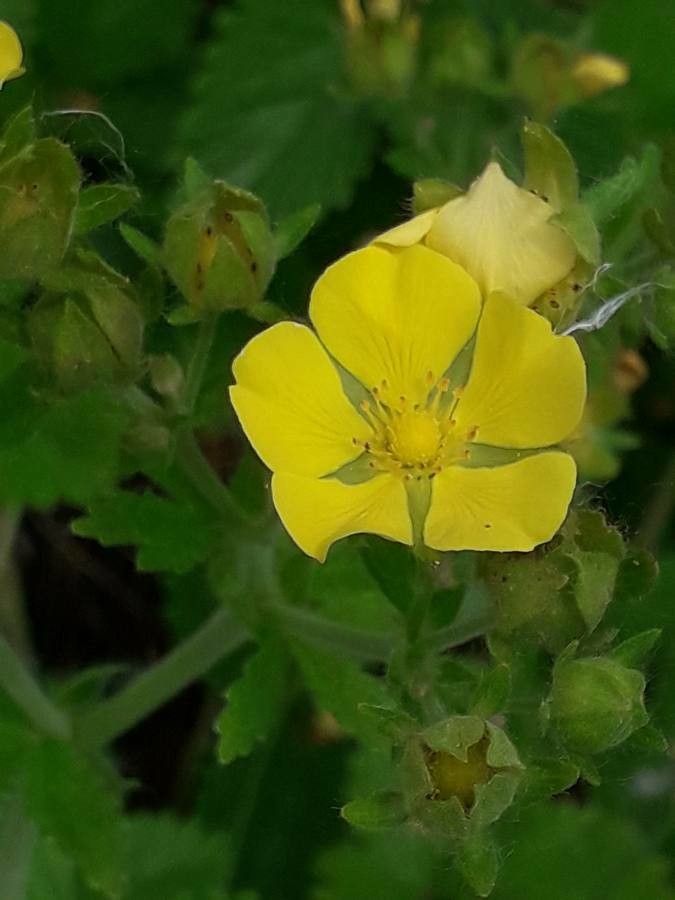 Potentilla montenegrina flower