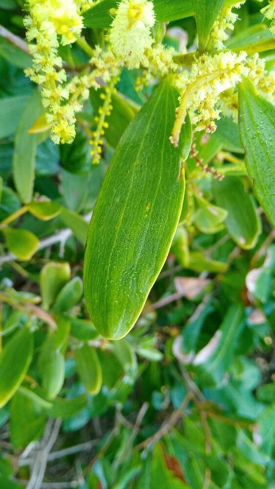 Acacia sophorae — search result for 'Sophora'