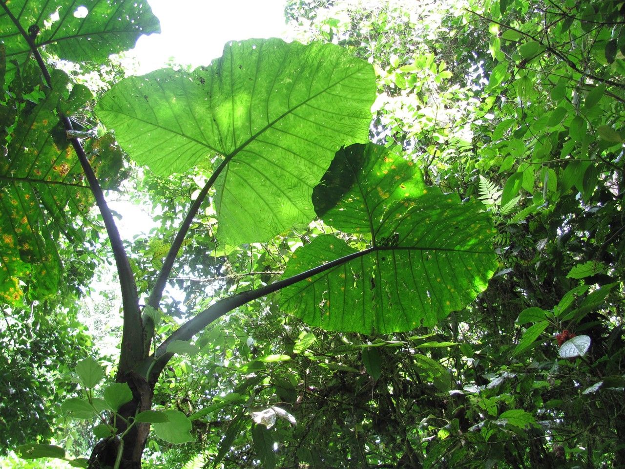 Xanthosoma undipes leaf