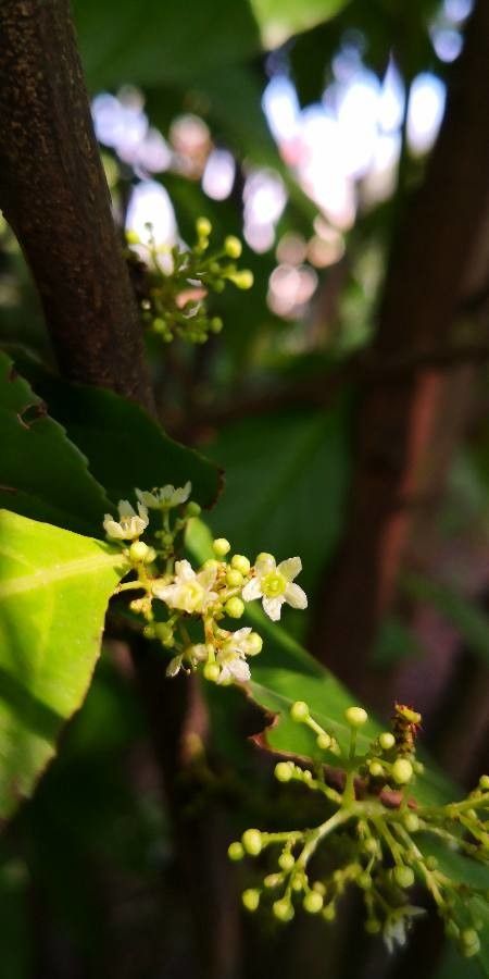 Gymnosporia acuminata flower