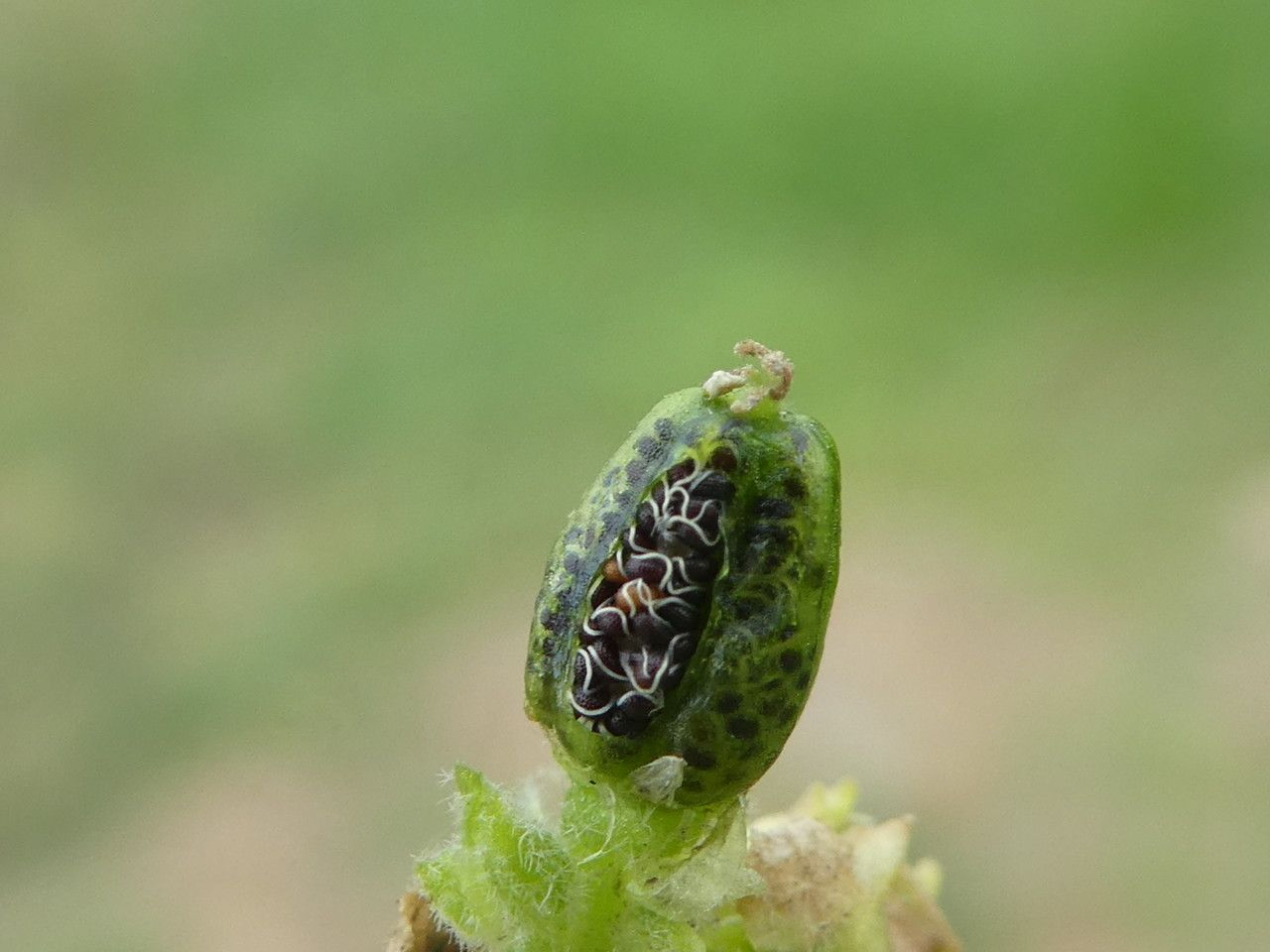 Glinus lotoides fruit
