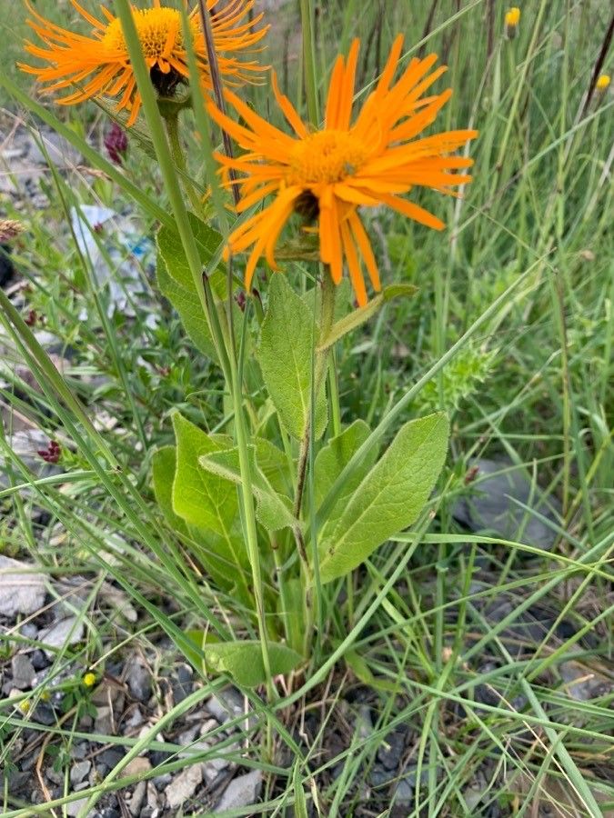 Pyrrocoma crocea — related species from the same genus