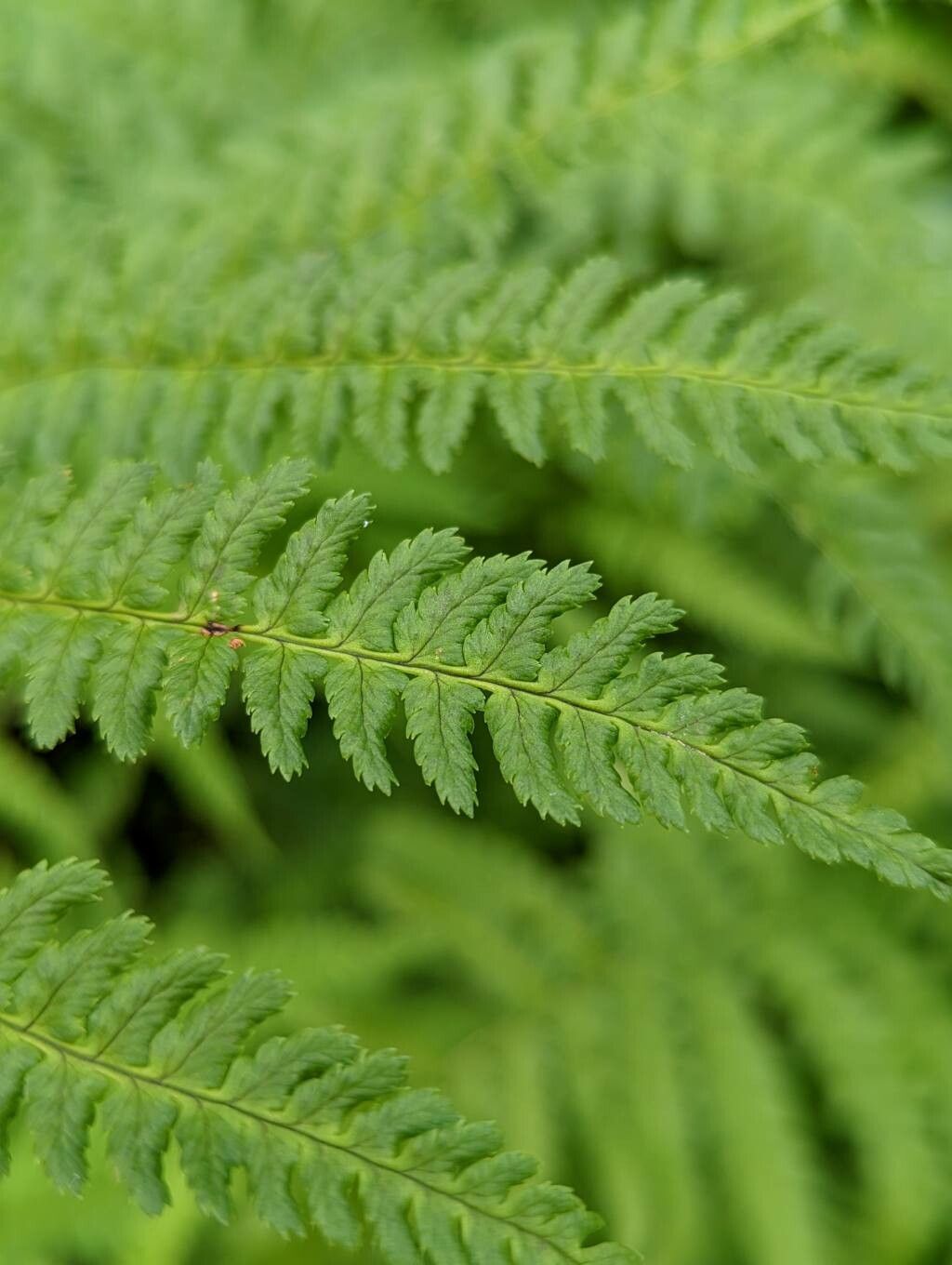 Dryopteris stewartii — houseplant care guide