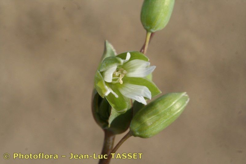 Cerastium perfoliatum flower