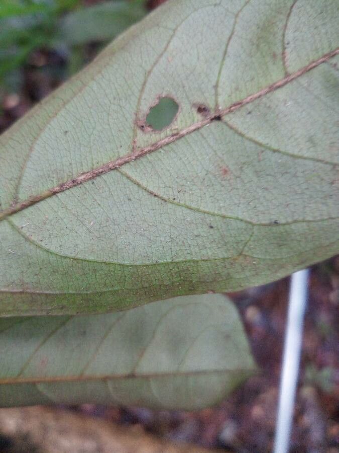 Buchenavia nitidissima — related species from the same genus