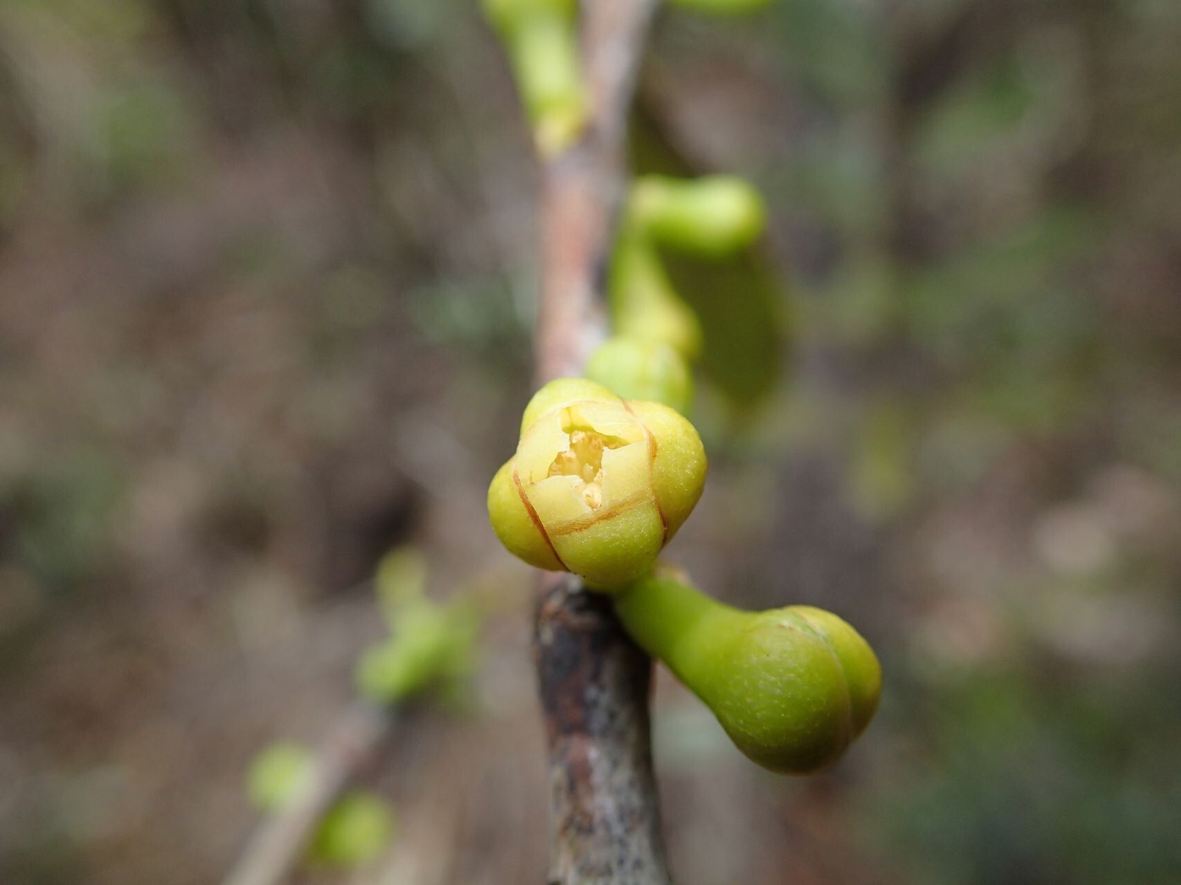 Garcinia hennecartii fruit