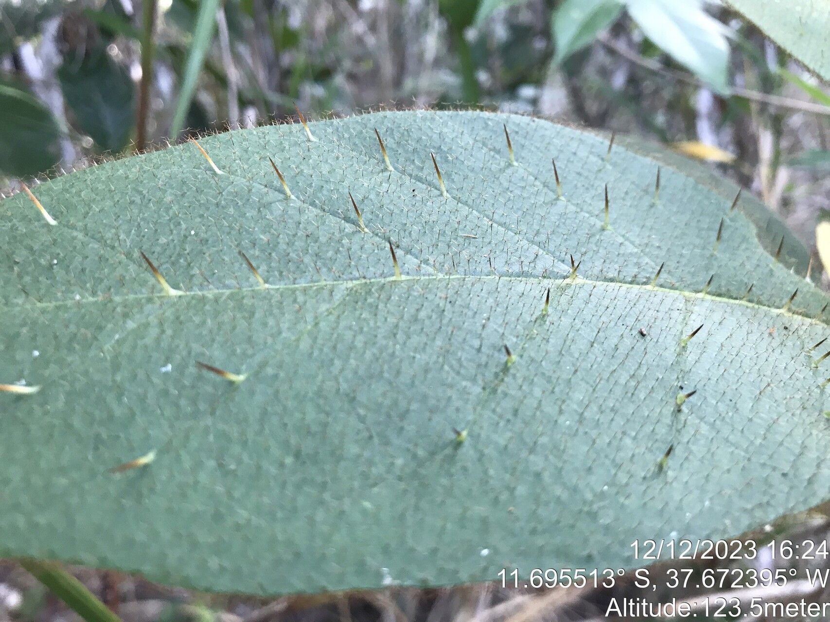 Solanum polytrichum leaf