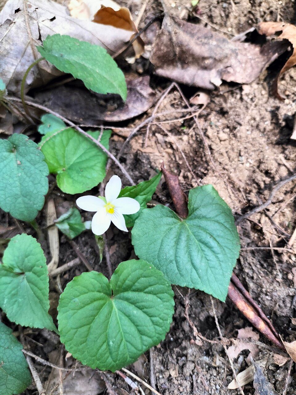 Viola canadensis — search result for 'Woodlands of eastern North America'