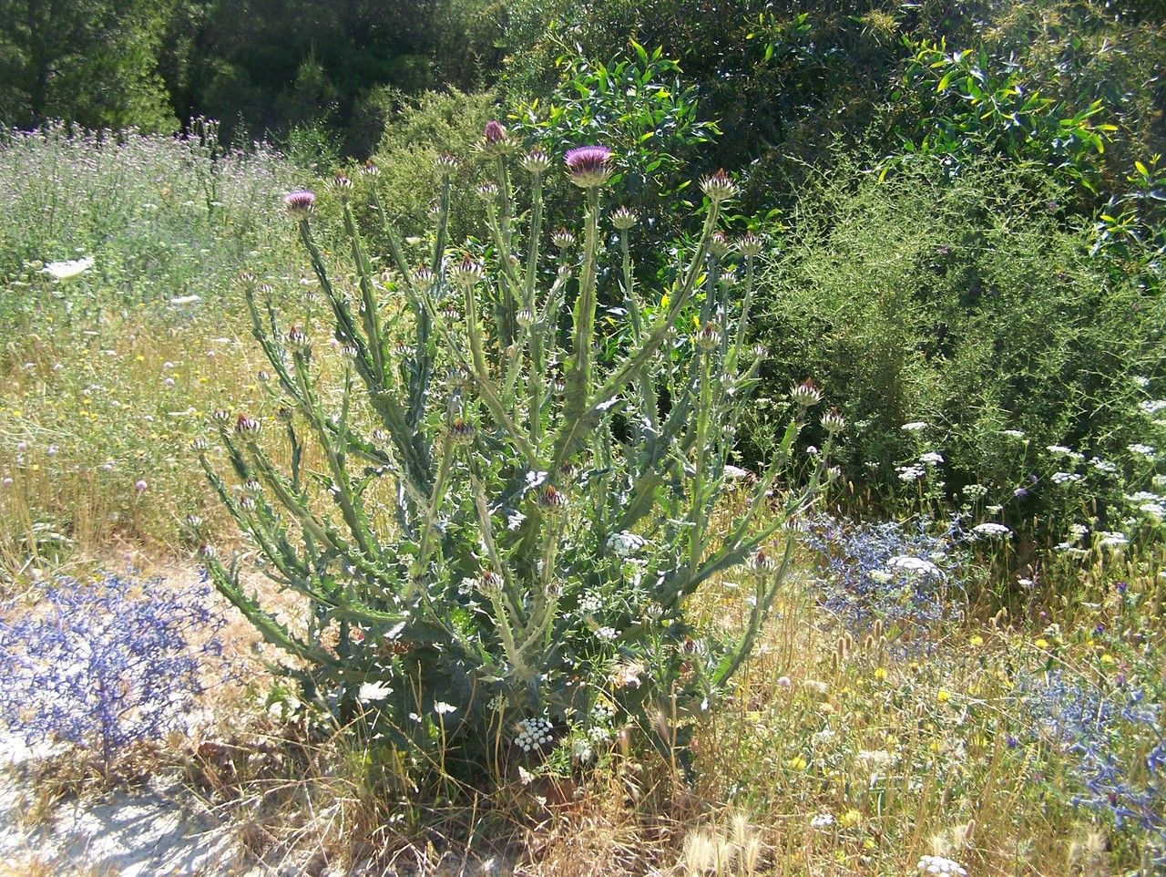 Onopordum platylepis habit