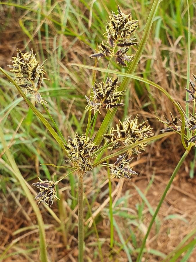 Cyperus kilimandscharicus — houseplant care guide