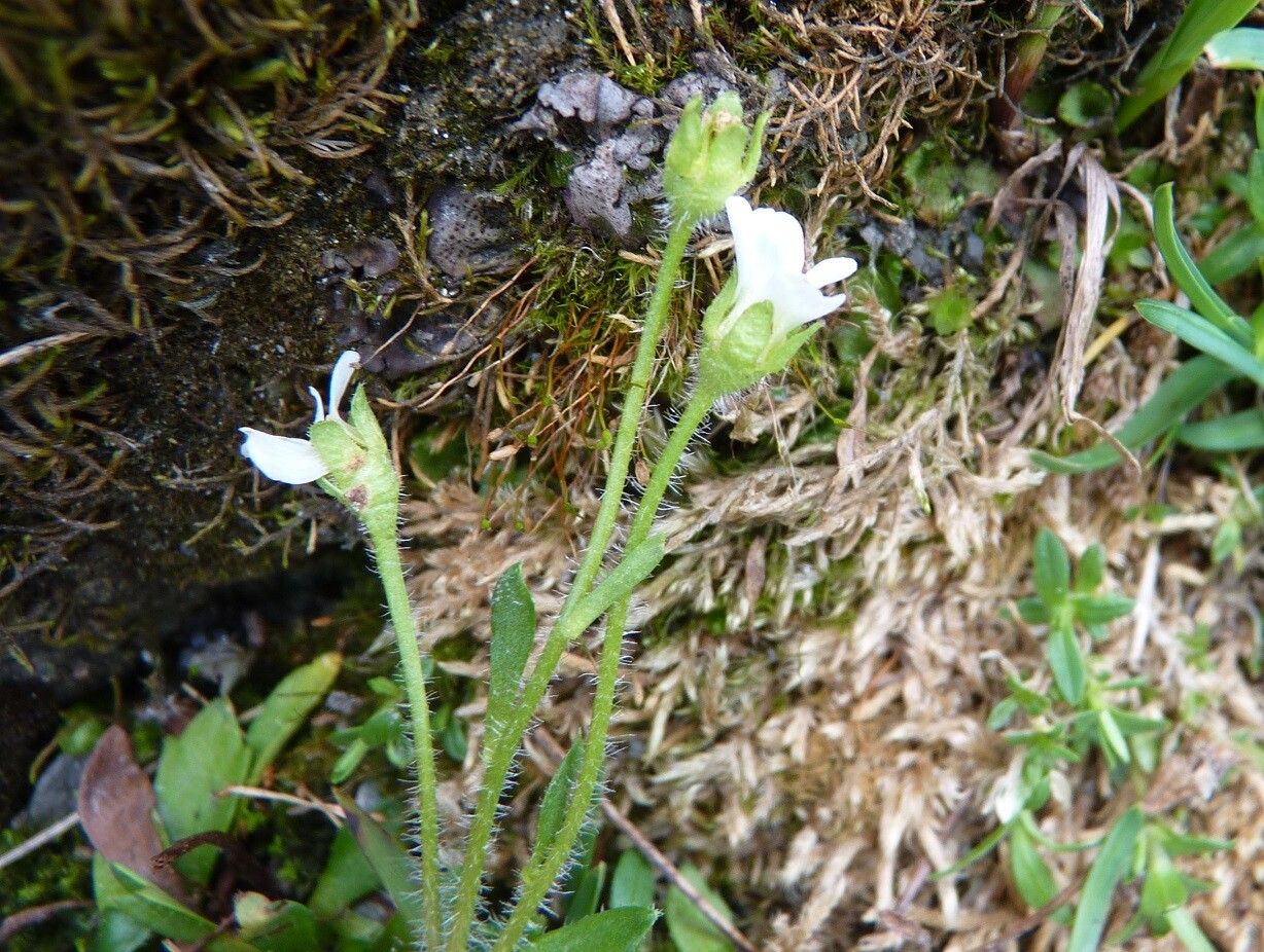 Saxifraga androsacea bark