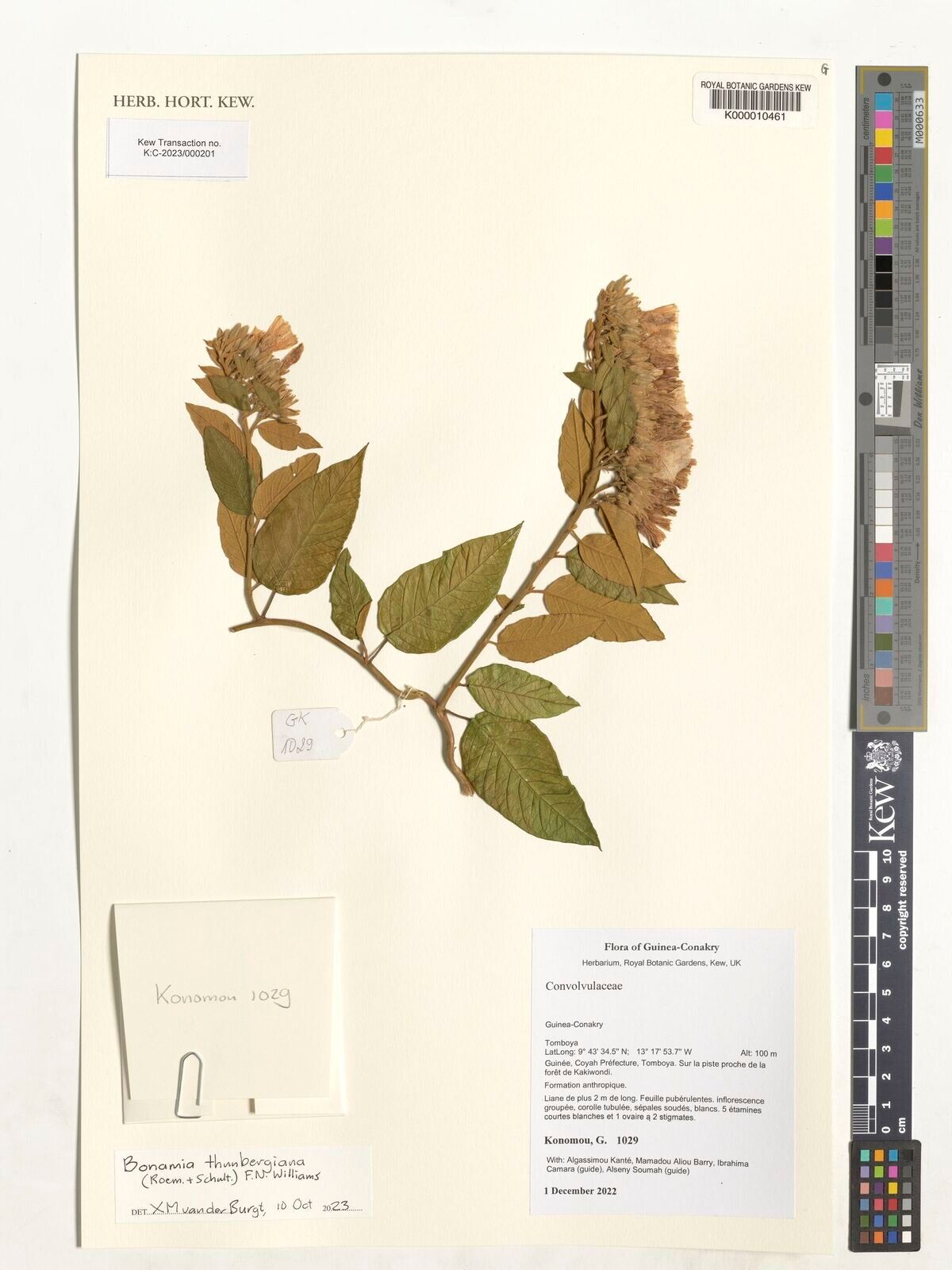 Bonamia thunbergiana — houseplant care guide