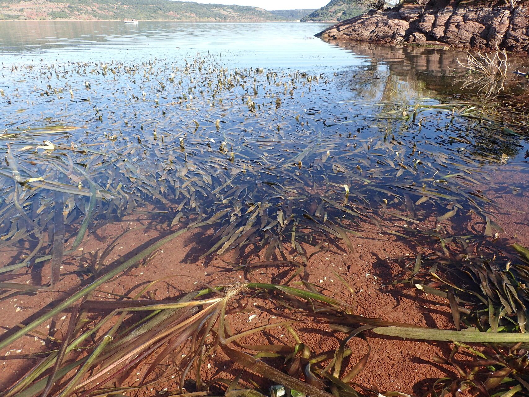 Vallisneria spiralis habit