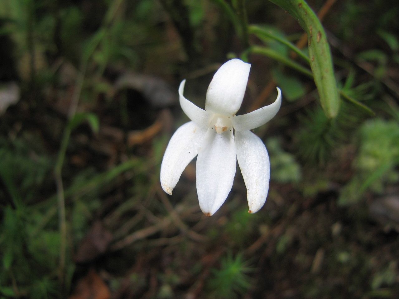 Angraecum mauritianum flower