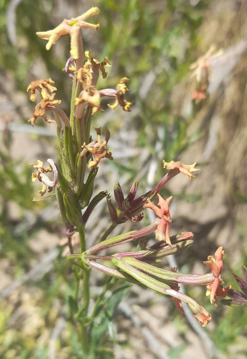 Verbena macrosperma flower