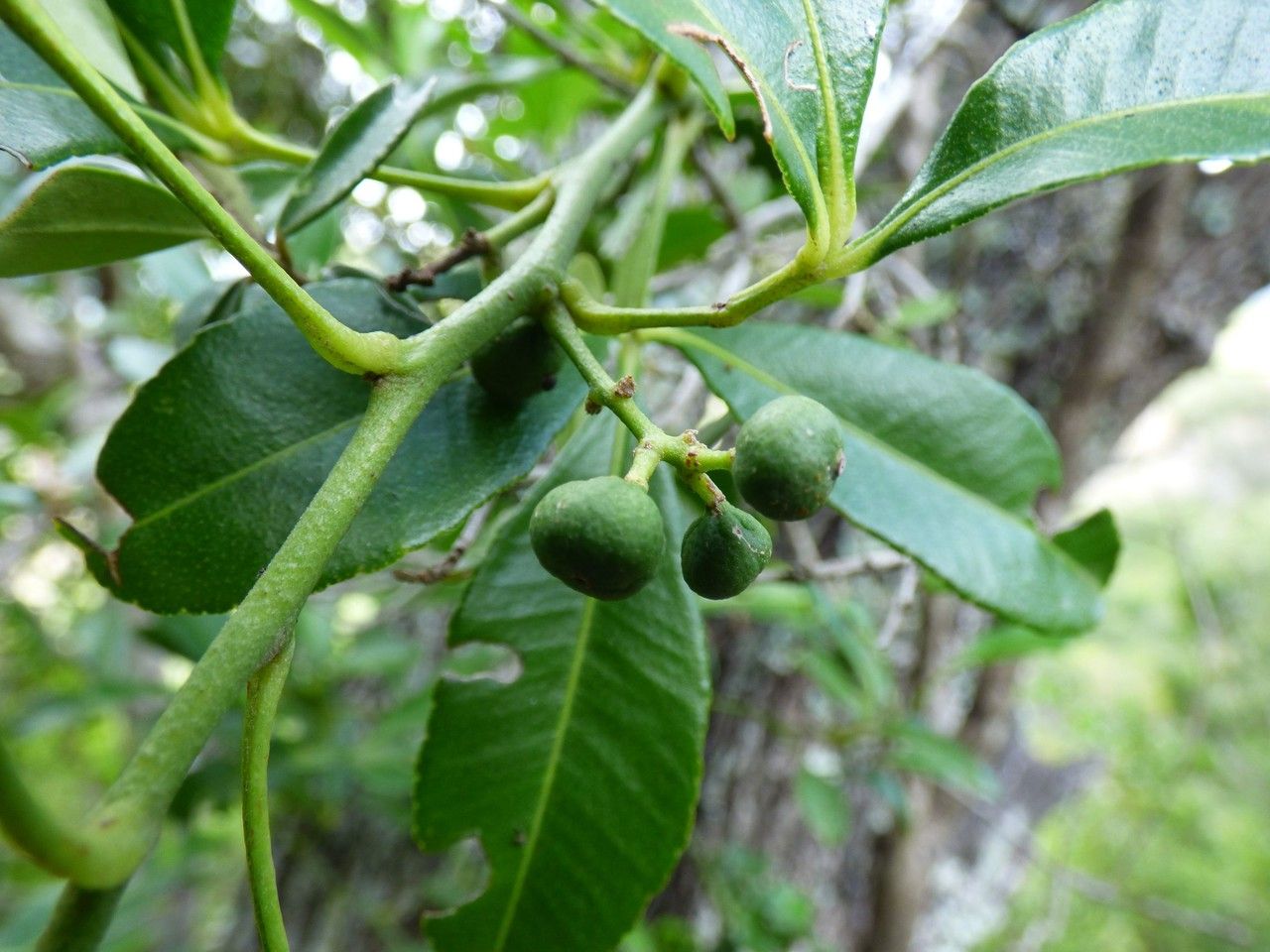Zanthoxylum asiaticum fruit