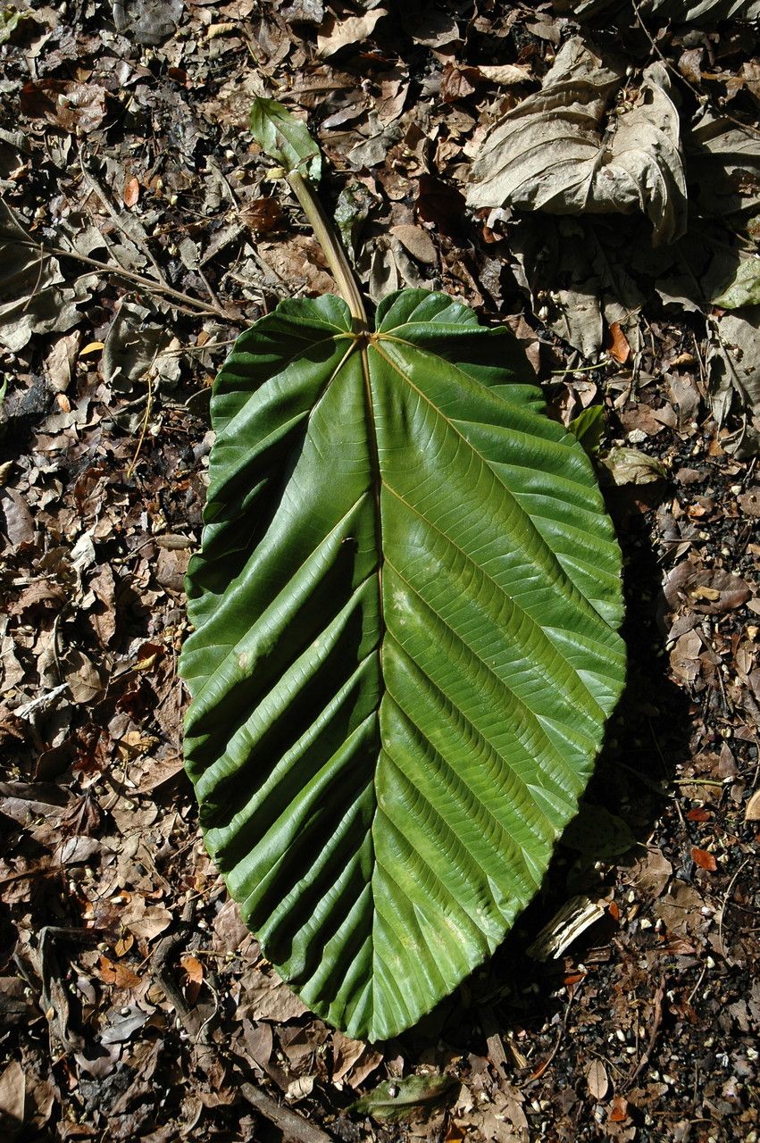 Ficus dammaropsis — houseplant care guide