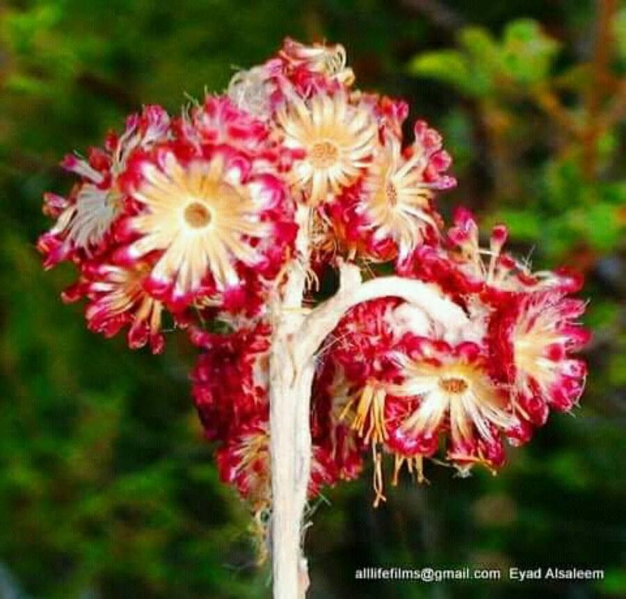 Helichrysum sanguineum flower