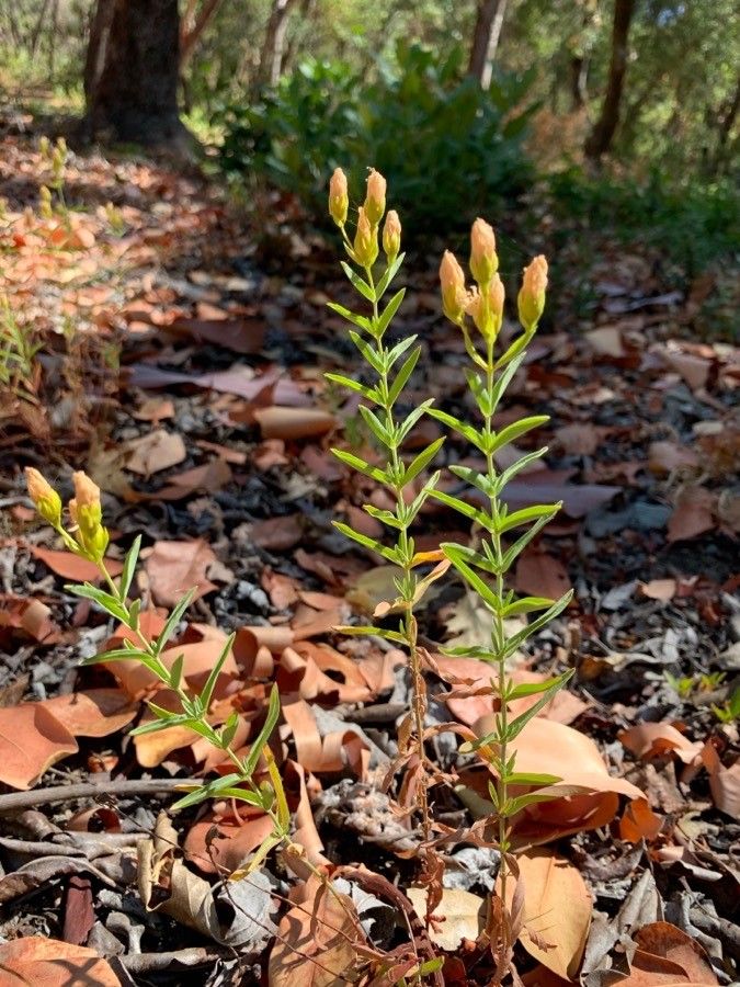 Hypericum concinnum — search result for 'Hypericaceae'