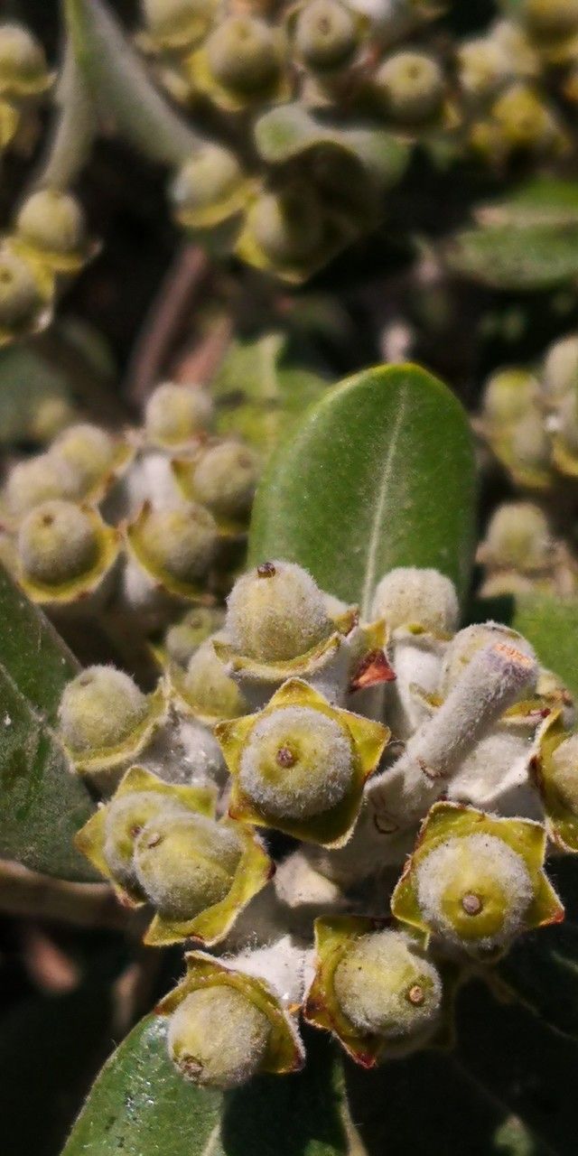Arctostaphylos confertiflora fruit