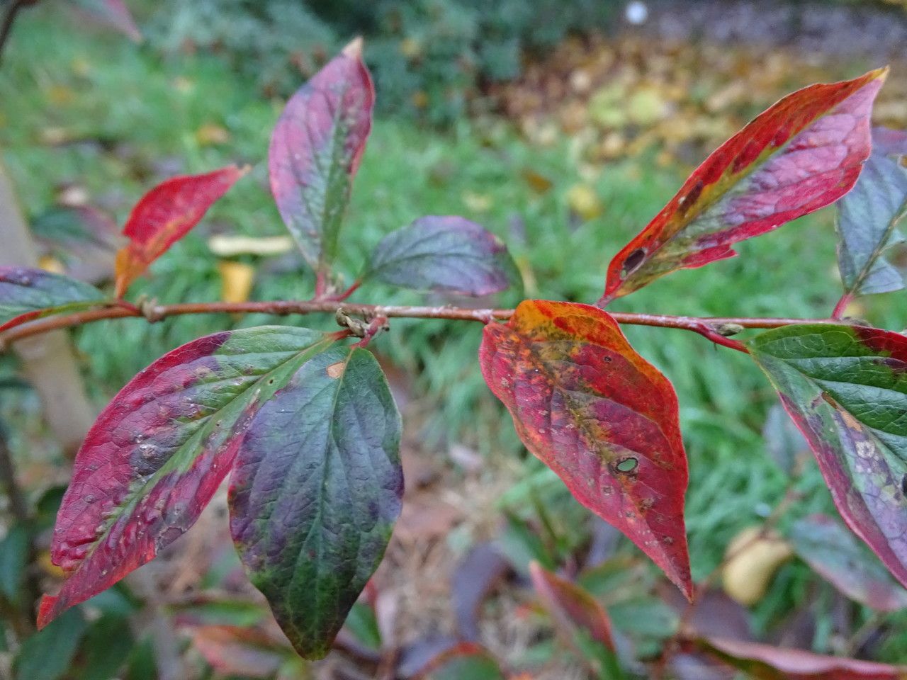 Cotoneaster hummelii — houseplant care guide