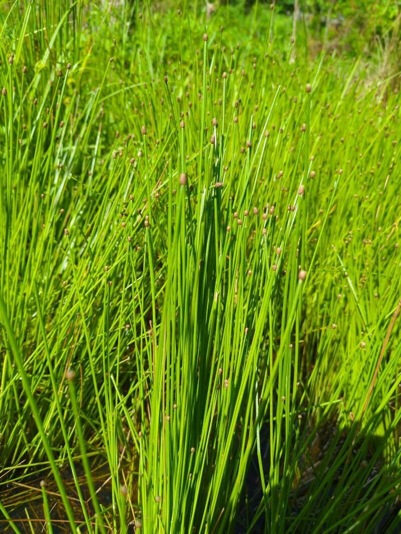 Eleocharis obtusa leaf