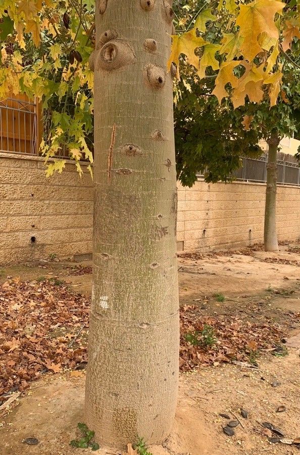 Brachychiton australis bark