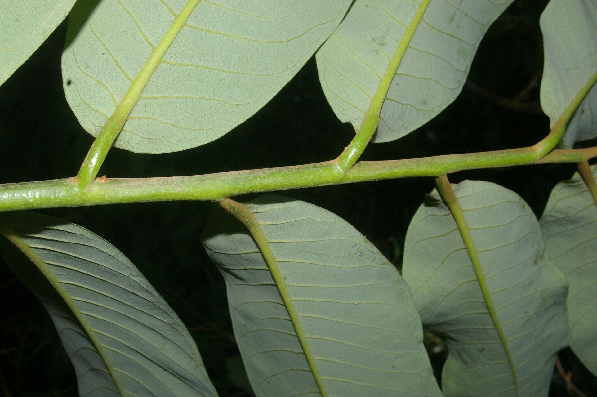 Virola guatemalensis fruit
