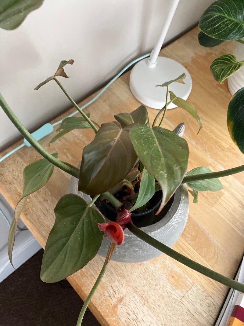 Philodendron spp. leaf