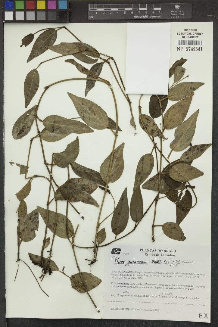 Piper guianense — houseplant care guide