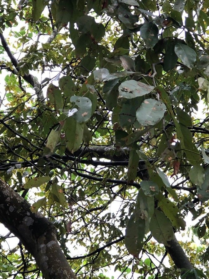 Millettia hemsleyana leaf