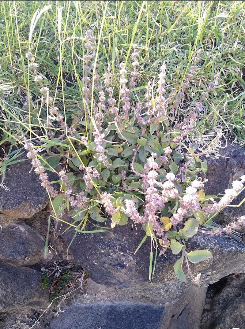 Ocimum forskolei — search result for 'Ocimum'