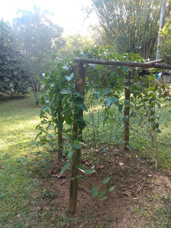 Smilax fluminensis habit