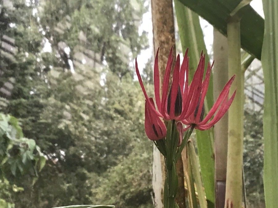 Pavonia × gledhillii flower