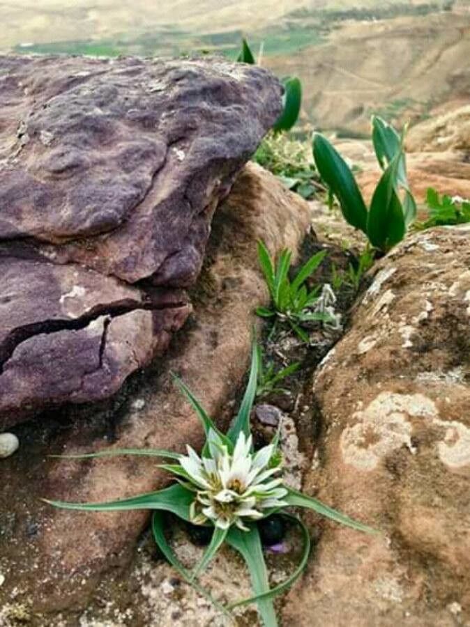 Colchicum palaestinum flower