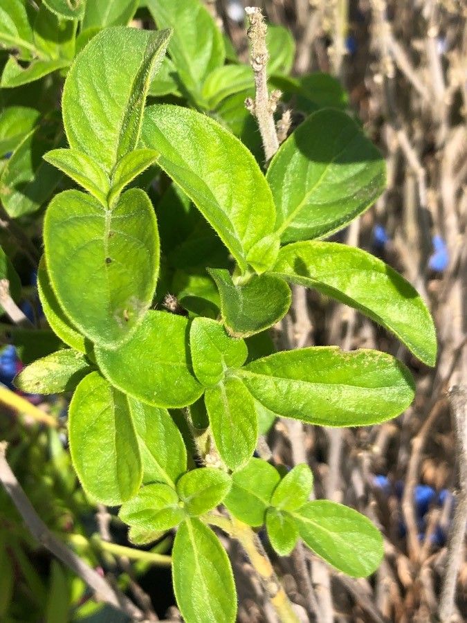 Barleria obtusa — search result for 'Acanthaceae'