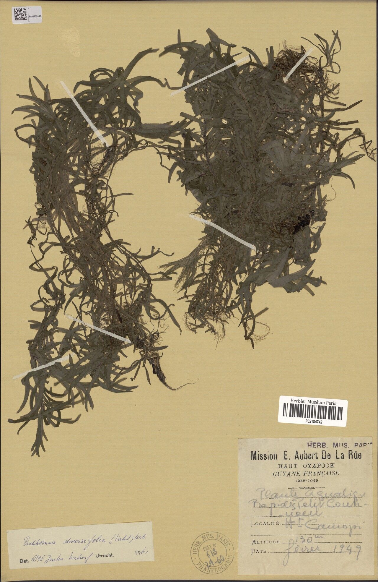 Pontederia diversifolia leaf