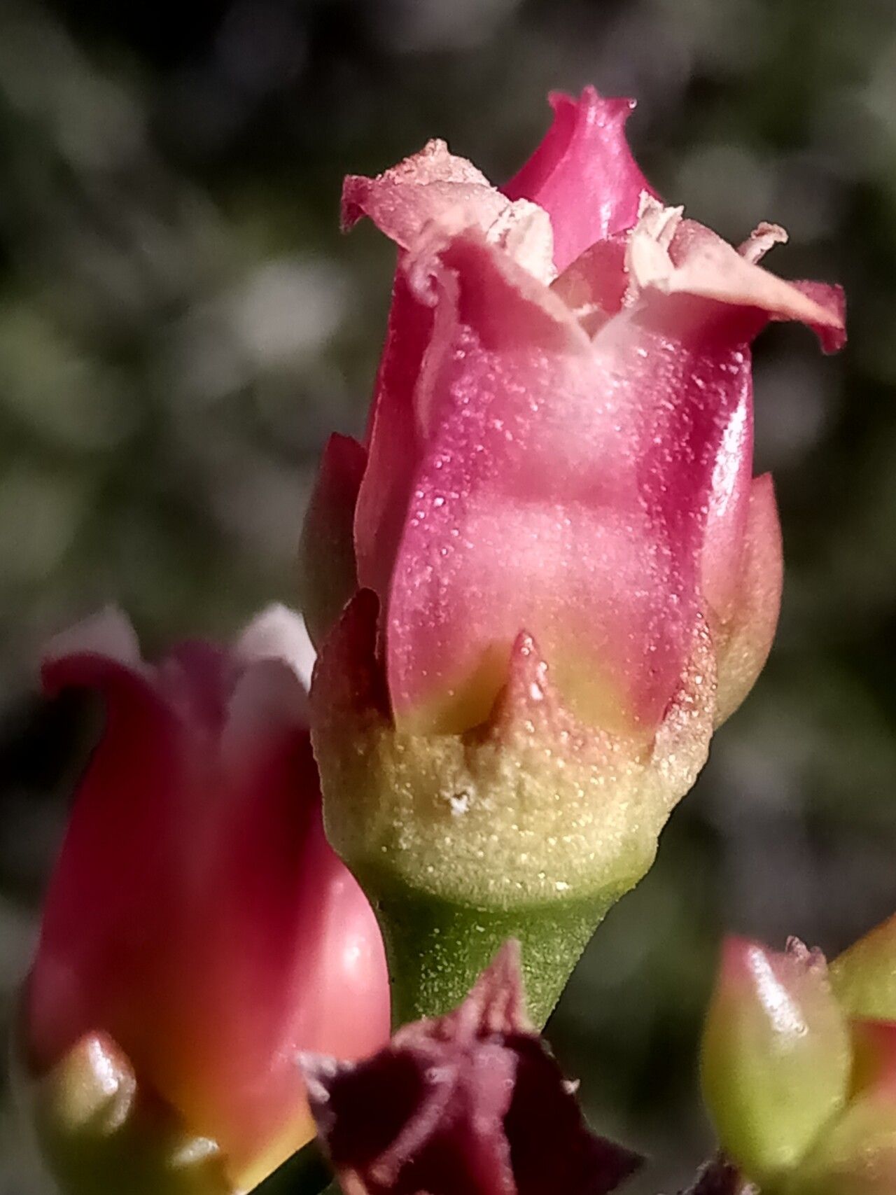 Kalanchoe linearifolia flower