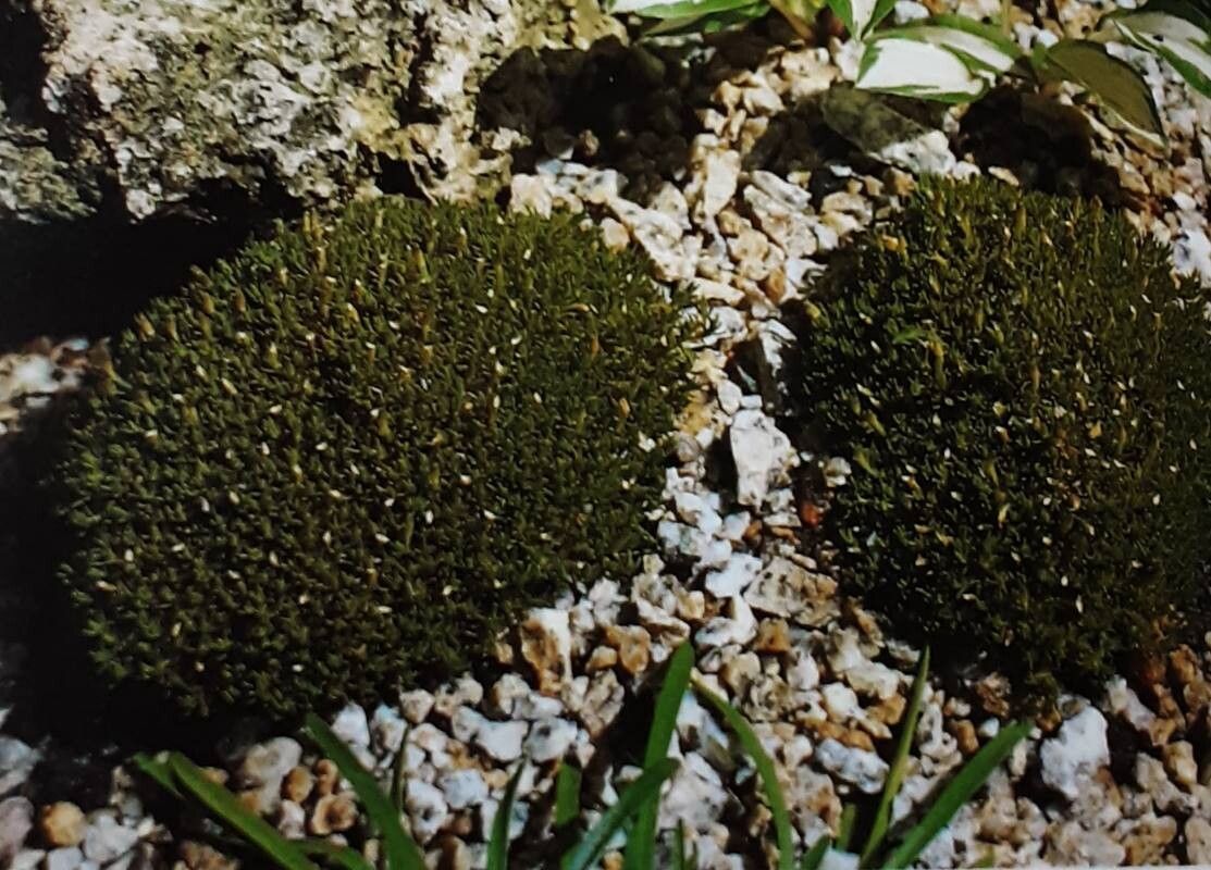 Scleranthus uniflorus habit