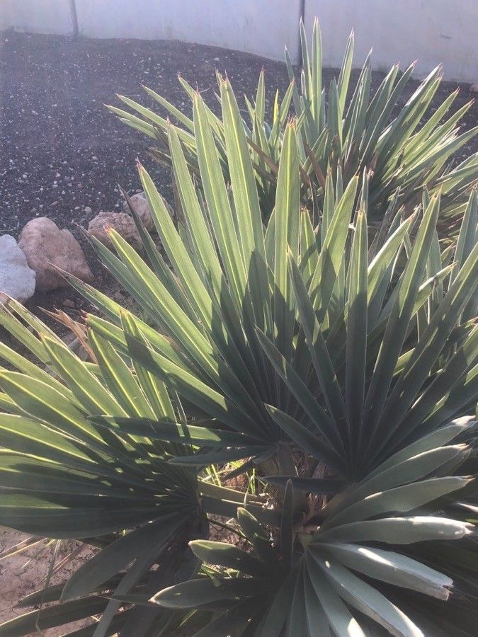 Trithrinax campestris — related species from the same genus