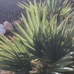 Trithrinax campestris