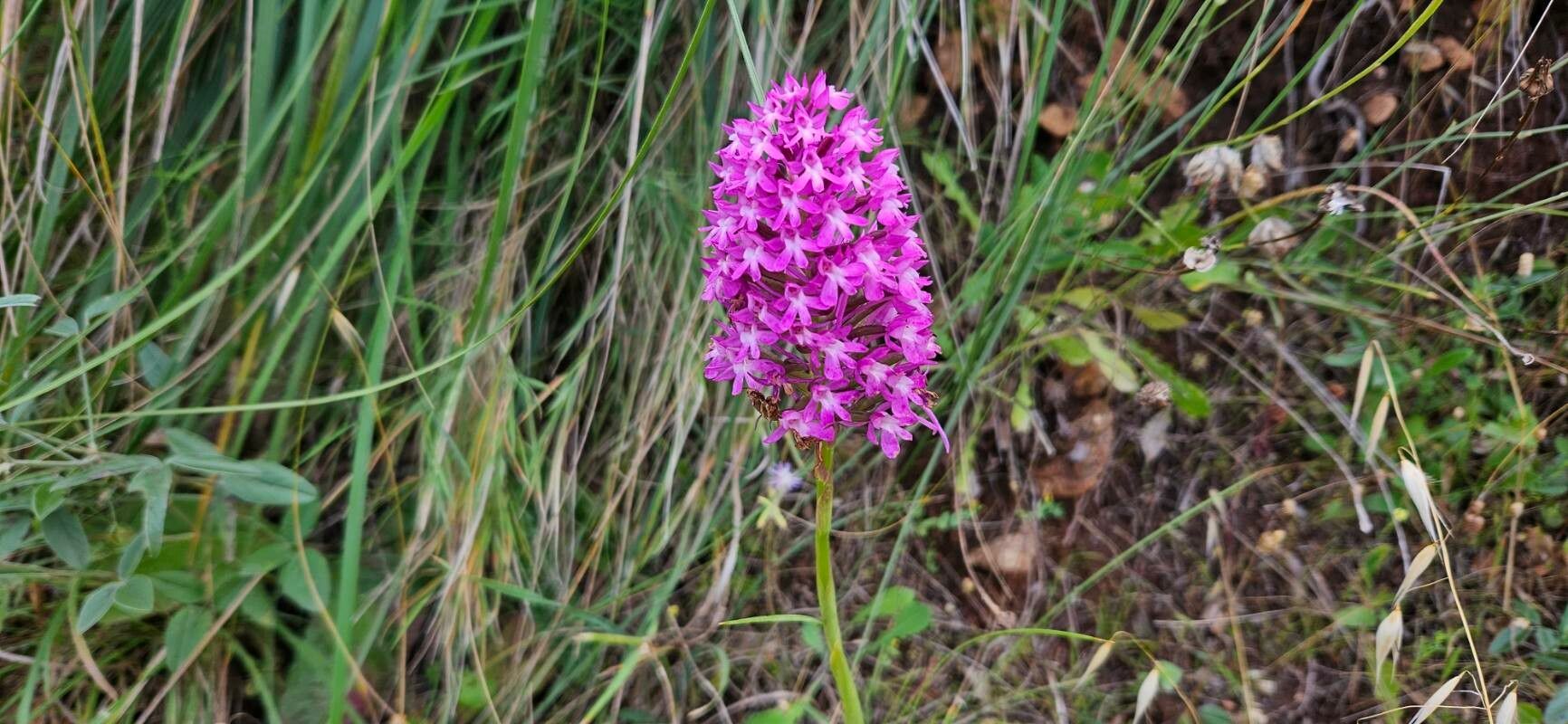 Orchis × hybrida fruit