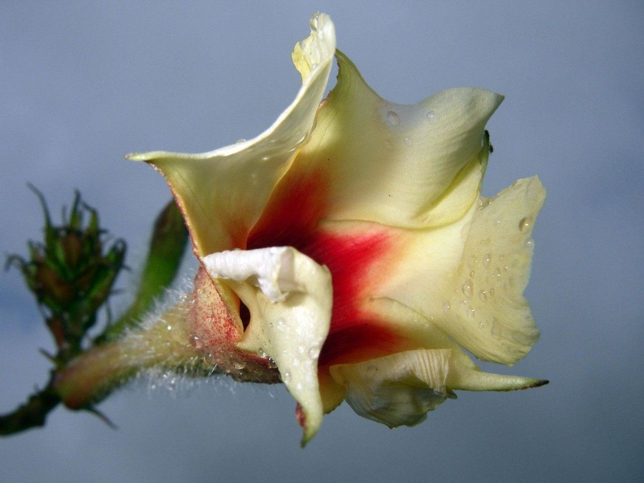 Mandevilla villosa flower