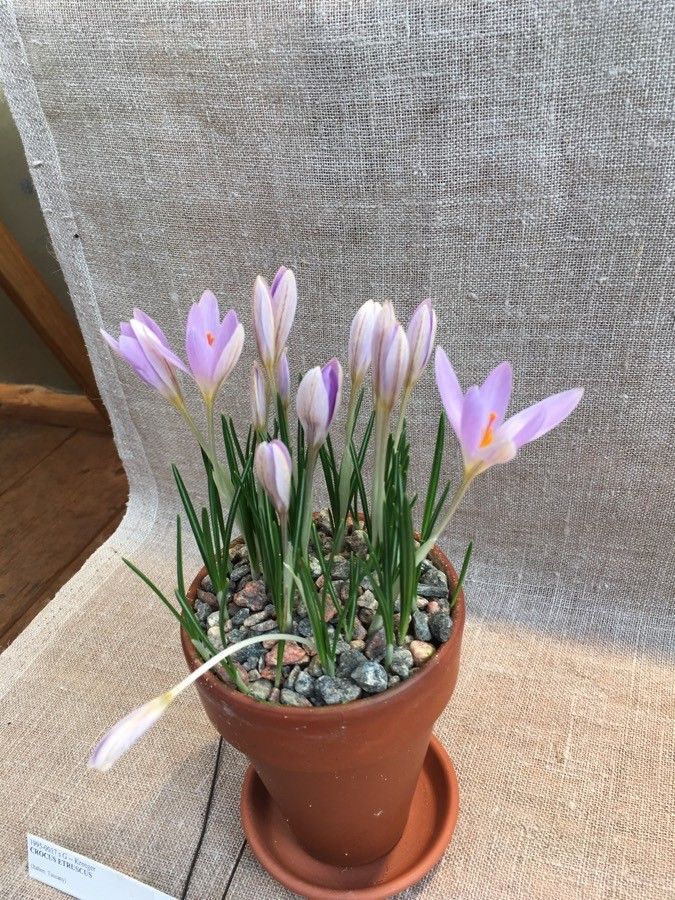 Crocus etruscus habit
