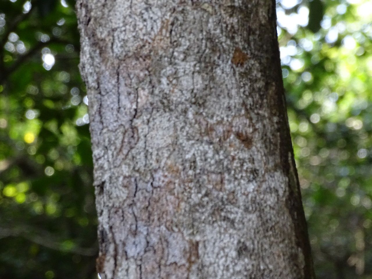 Diospyros abyssinica bark