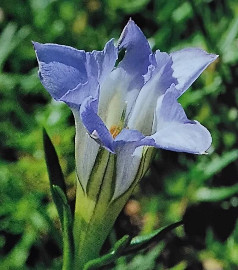 Gentiana ternifolia — houseplant care guide