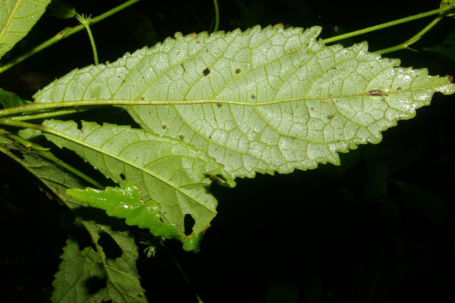 Pavonia castaneifolia — search result for 'Pavonia'