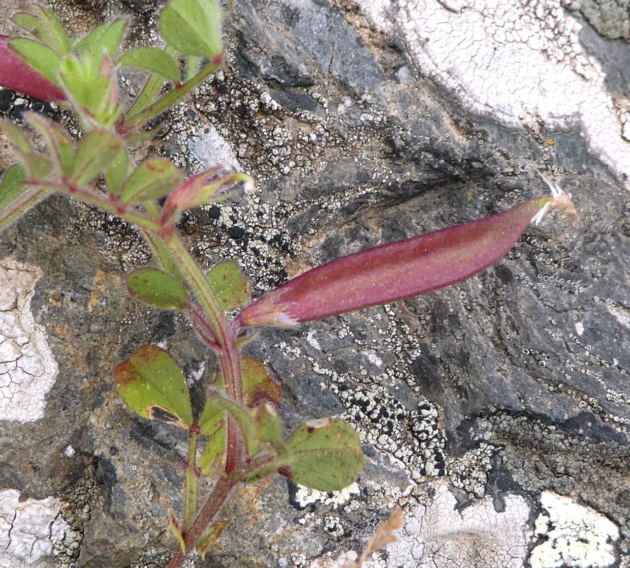 Vicia lathyroides fruit